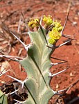 Euphorbia buruana Maktau GPS184 Kenya 2012_PV1525.jpg
